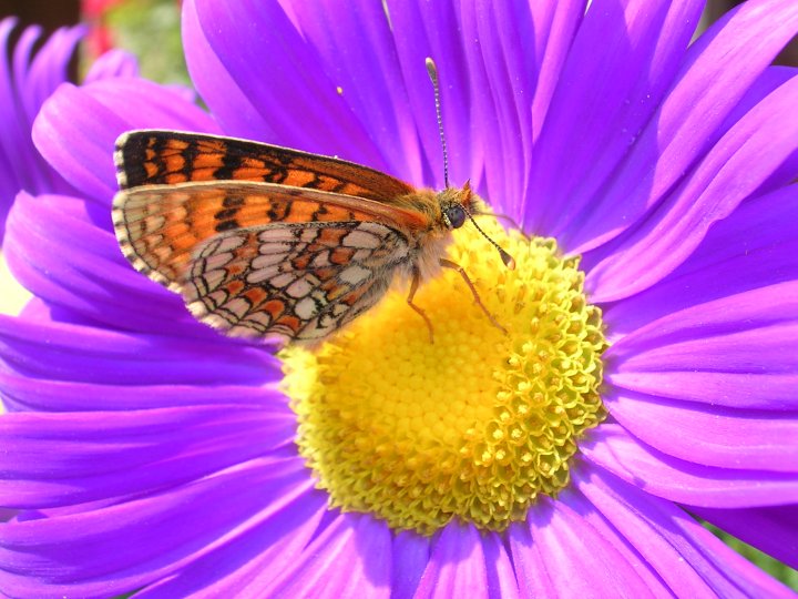 Mariposa